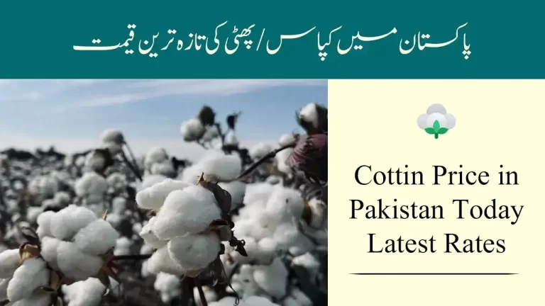 Cotton Price in Pakistan Today 2024 | Phutti Rates in Market
