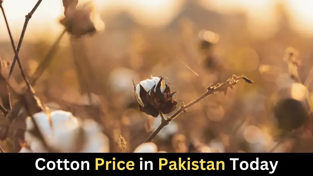 Phutti Rate Pakistan