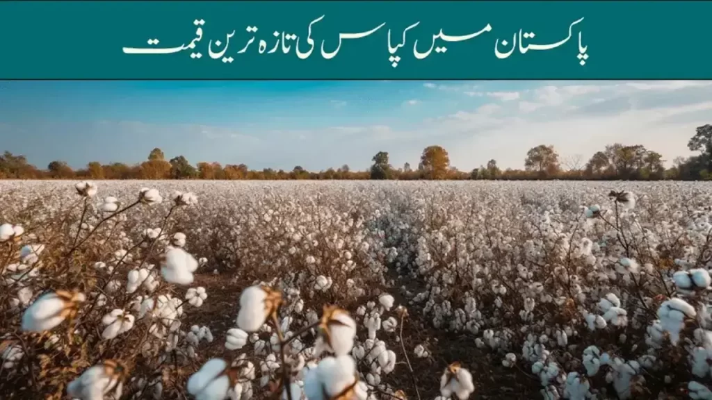 Today Cotton Rates in Pakistan