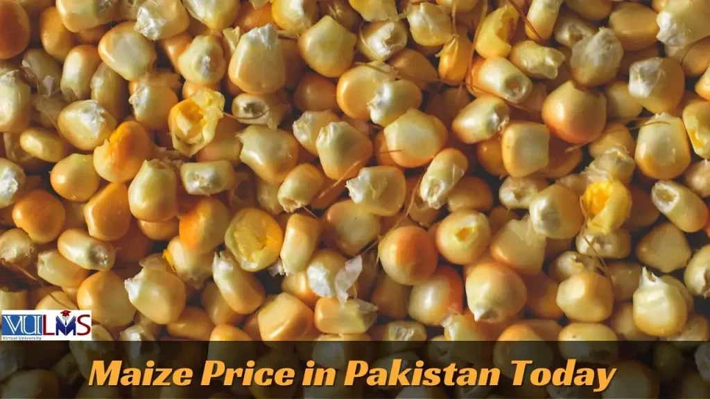 Maize Rate In Pakistan