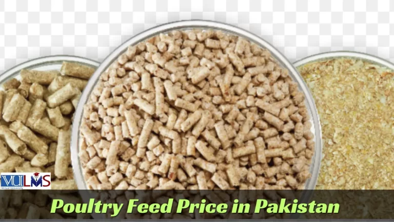 Poultry Feed Price in Pakistan 2024 | Today’s Chicken Feed Rate
