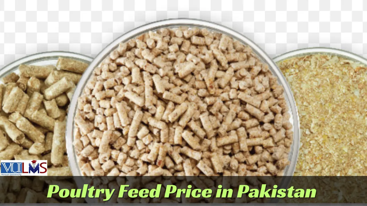 Poultry Feed Price in Pakistan