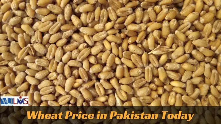 Wheat Price In Pakistan Today | Gandum Rate per 40 KG 2024