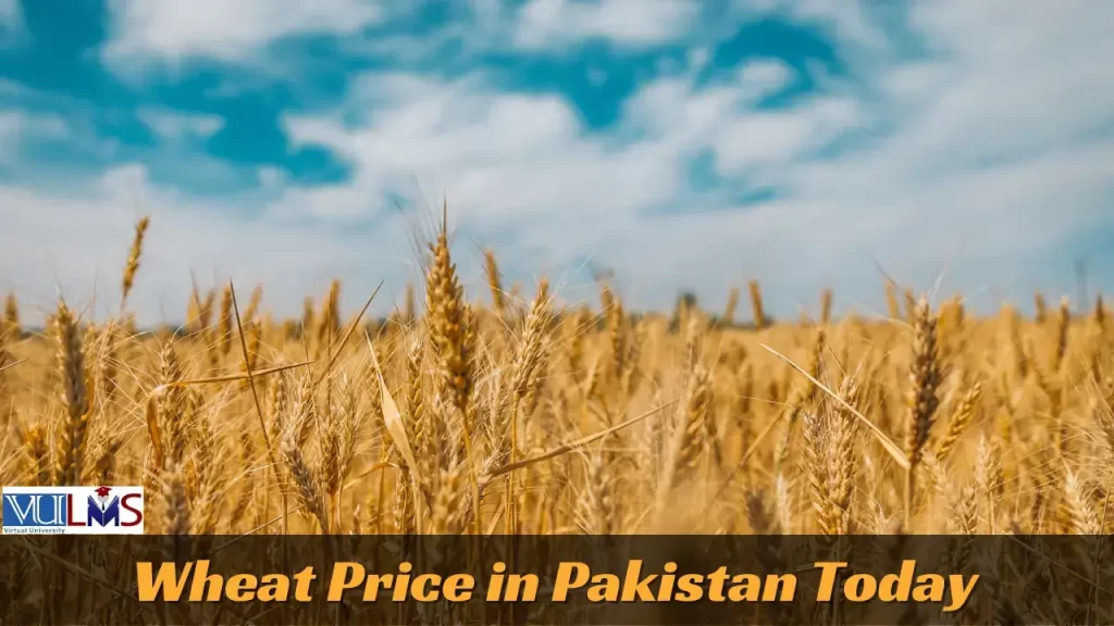 Wheat Rate In Pakistan