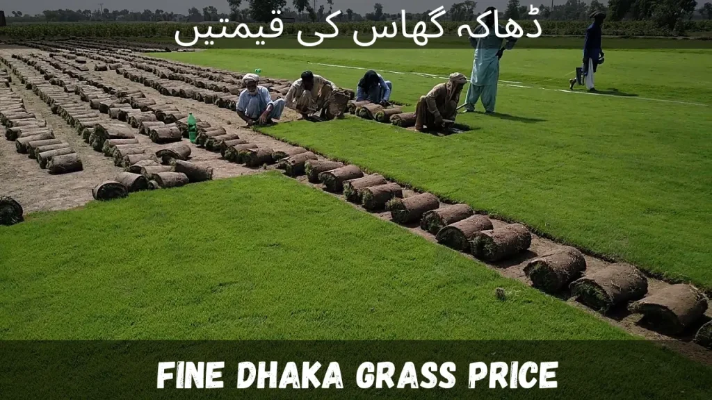 Fine Dhaka Grass Price