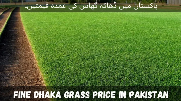 Fine Dhaka Grass Price in Pakistan